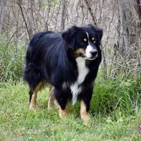Beau, a male Miniature Australian Shepherd for sale in Evant, TX – Photo 2 of 5
