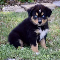 Orbit Chew, a male Miniature Australian Shepherd for sale in Evant, TX – 2 of 6