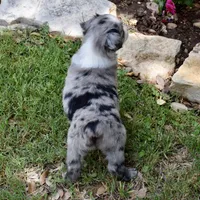 Bamboo Shrimp, a male Miniature Australian Shepherd for sale in Evant, TX – 5 of 7