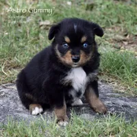 Astro Gummy, a male Miniature Australian Shepherd for sale in Evant, TX – 3 of 5