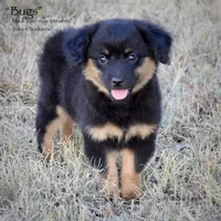 Bug, a male Toy Australian Shepherd for sale in Evant, TX – 4 of 9