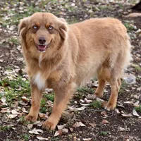 Bella , a female Miniature Australian Shepherd for sale in Evant, TX – Photo 2 of 2