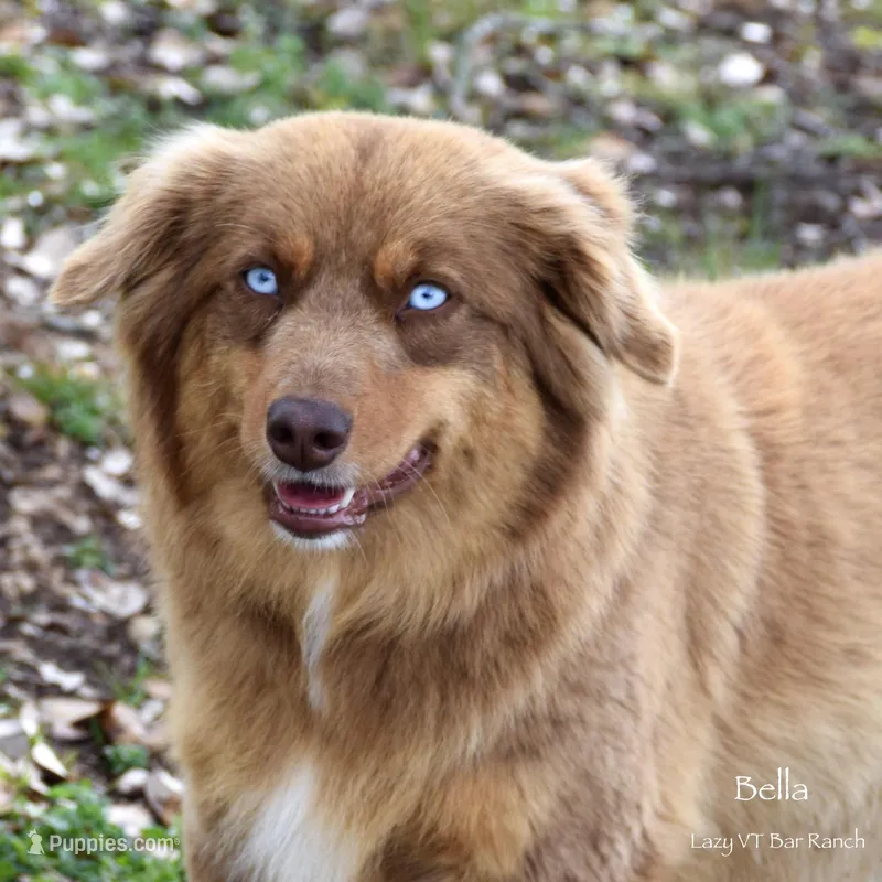 Bella  – Miniature Australian Shepherd puppy for sale in Evant, TX