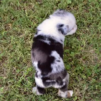 Sparkle Sweet, a female Miniature Australian Shepherd for sale in Evant, TX – 5 of 8