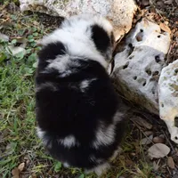Piglet, a female Miniature Australian Shepherd for sale in Evant, TX – 4 of 6