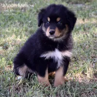 Moon Mellow, a female Miniature Australian Shepherd for sale in Evant, TX – 3 of 6