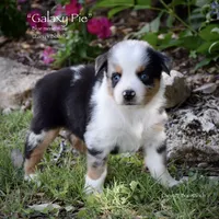 Galaxy Pie, a male Miniature Australian Shepherd for sale in Evant, TX – 4 of 6