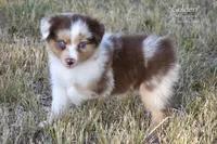 Golden, a female Miniature Australian Shepherd for sale in Evant, TX – 3 of 6