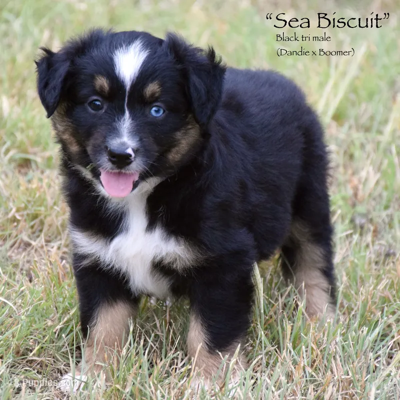 Sea Biscuit – Miniature Australian Shepherd puppy for sale in Evant, TX