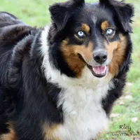 Penn, a male Miniature Australian Shepherd for sale in Evant, TX – 5 of 6