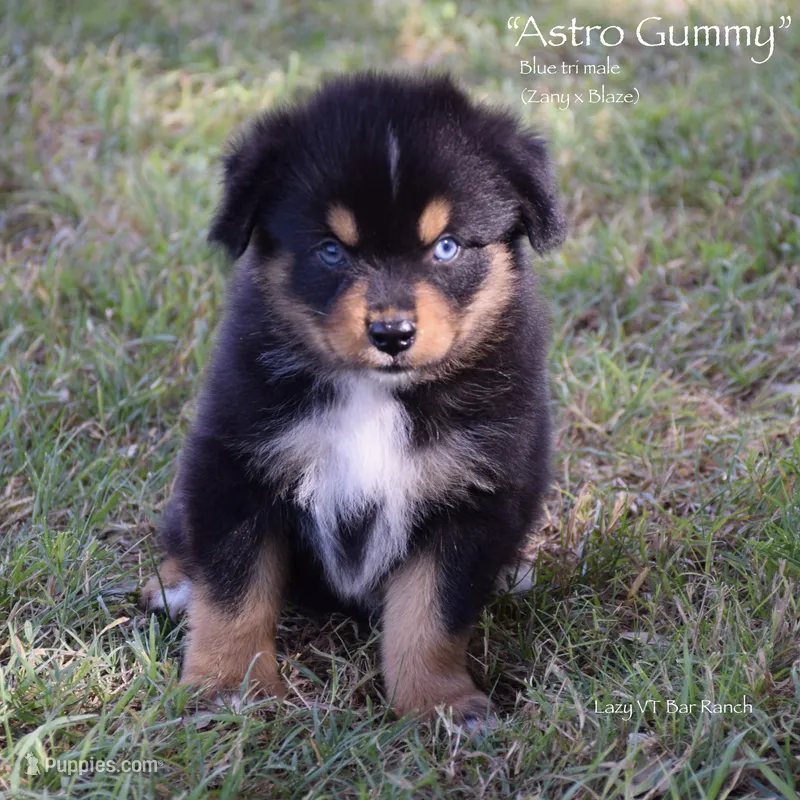 Astro Gummy – Miniature Australian Shepherd puppy for sale in Evant, TX