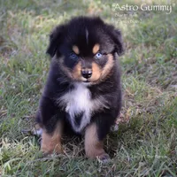 Astro Gummy, a male Miniature Australian Shepherd for sale in Evant, TX – 1 of 5