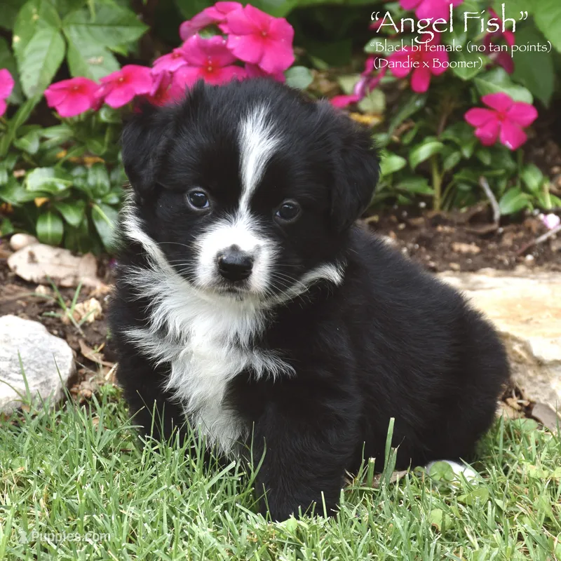 Angel Fish – Miniature Australian Shepherd puppy for sale in Evant, TX