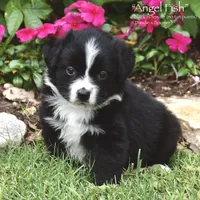 Angel Fish, a female Miniature Australian Shepherd for sale in Evant, TX – 1 of 5