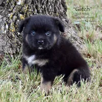 Glitch, a male Miniature Australian Shepherd for sale in Evant, TX – 3 of 6