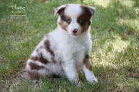 Flame, a male Miniature Australian Shepherd for sale in Evant, TX – 7 of 9