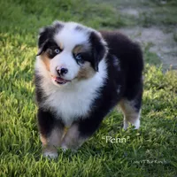 Penn, a male Miniature Australian Shepherd for sale in Evant, TX – 3 of 6