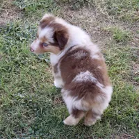 Golden, a female Miniature Australian Shepherd for sale in Evant, TX – 4 of 6