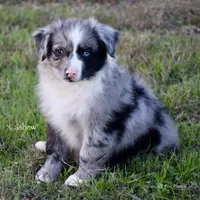 Cashew, a male Miniature Australian Shepherd for sale in Evant, TX – Photo 1 of 7