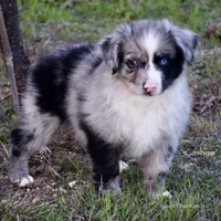 Cashew, a male Miniature Australian Shepherd for sale in Evant, TX – Photo 2 of 7
