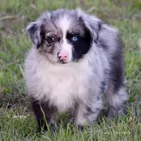 Cashew, a male Miniature Australian Shepherd for sale in Evant, TX – Photo 5 of 7