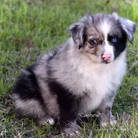 Cashew, a male Miniature Australian Shepherd for sale in Evant, TX – Photo 4 of 7