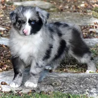 Cashew, a male Miniature Australian Shepherd for sale in Evant, TX – Photo 3 of 7