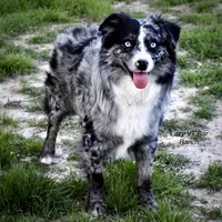 Cashew, a male Miniature Australian Shepherd for sale in Evant, TX – Photo 7 of 7