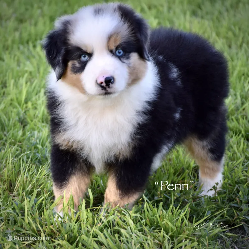 Penn, a male Miniature Australian Shepherd for sale in Evant, TX – 1 of 6