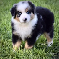 Penn, a male Miniature Australian Shepherd for sale in Evant, TX – 1 of 6