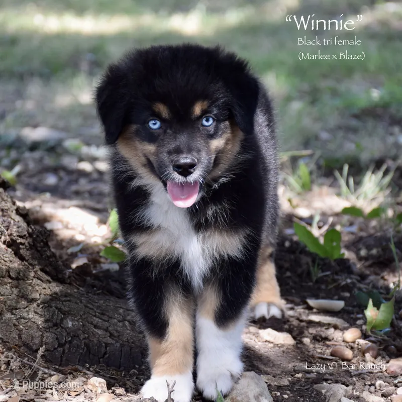 Winnie – Miniature Australian Shepherd puppy for sale in Evant, TX