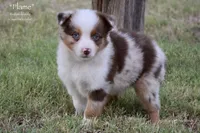 Flame, a male Miniature Australian Shepherd for sale in Evant, TX – 5 of 9