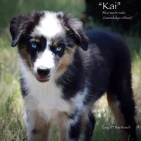 Kai, a male Miniature Australian Shepherd for sale in Evant, TX – 1 of 6