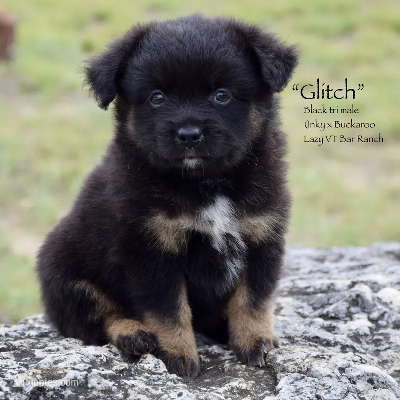 Glitch – Miniature Australian Shepherd puppy for sale in Evant, TX