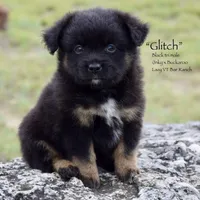 Glitch, a male Miniature Australian Shepherd for sale in Evant, TX – 1 of 6