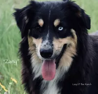 Star Pie, a female Miniature Australian Shepherd for sale in Evant, TX – 5 of 6