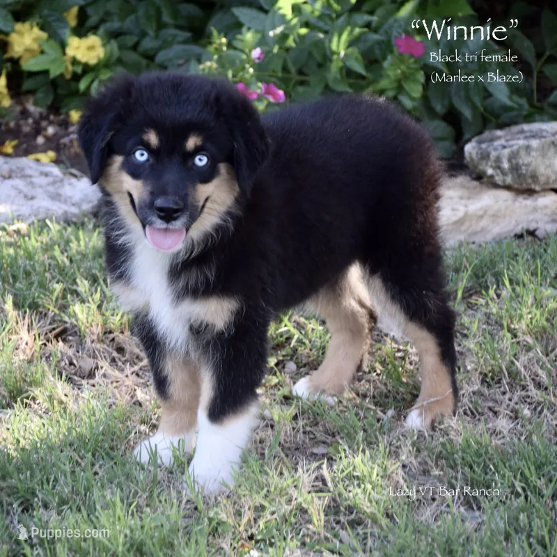Winnie – Miniature Australian Shepherd puppy for sale in Evant, TX