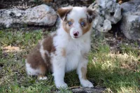 Sparkler, a female Miniature Australian Shepherd for sale in Evant, TX – 2 of 10