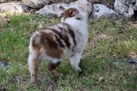Flame, a male Miniature Australian Shepherd for sale in Evant, TX – 3 of 9