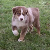 Tigger, a male Miniature Australian Shepherd for sale in Evant, TX – 1 of 10