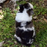 Kanga, a female Miniature Australian Shepherd for sale in Evant, TX – 4 of 6