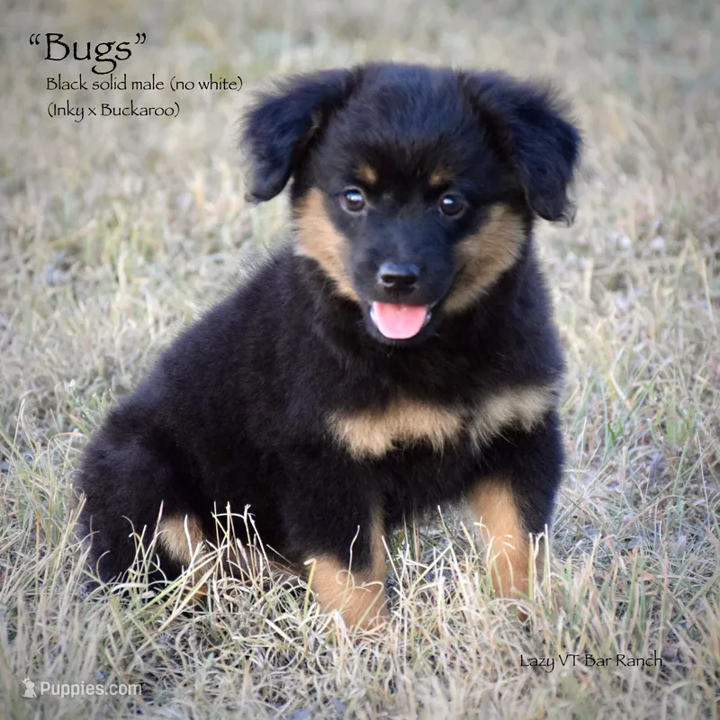 Bug – Miniature Australian Shepherd puppy for sale in Evant, TX