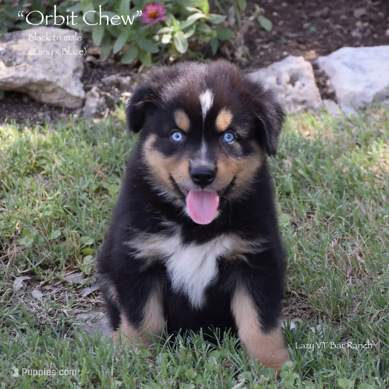 Orbit Chew – Miniature Australian Shepherd puppy for sale in Evant, TX