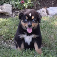 Orbit Chew, a male Miniature Australian Shepherd for sale in Evant, TX – 1 of 6