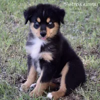Astro Gummy, a male Miniature Australian Shepherd for sale in Evant, TX – 3 of 10