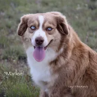 Bee, a female Miniature Australian Shepherd for sale in Evant, TX – 3 of 4