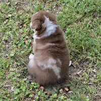 Tigger, a male Miniature Australian Shepherd for sale in Evant, TX – 5 of 5