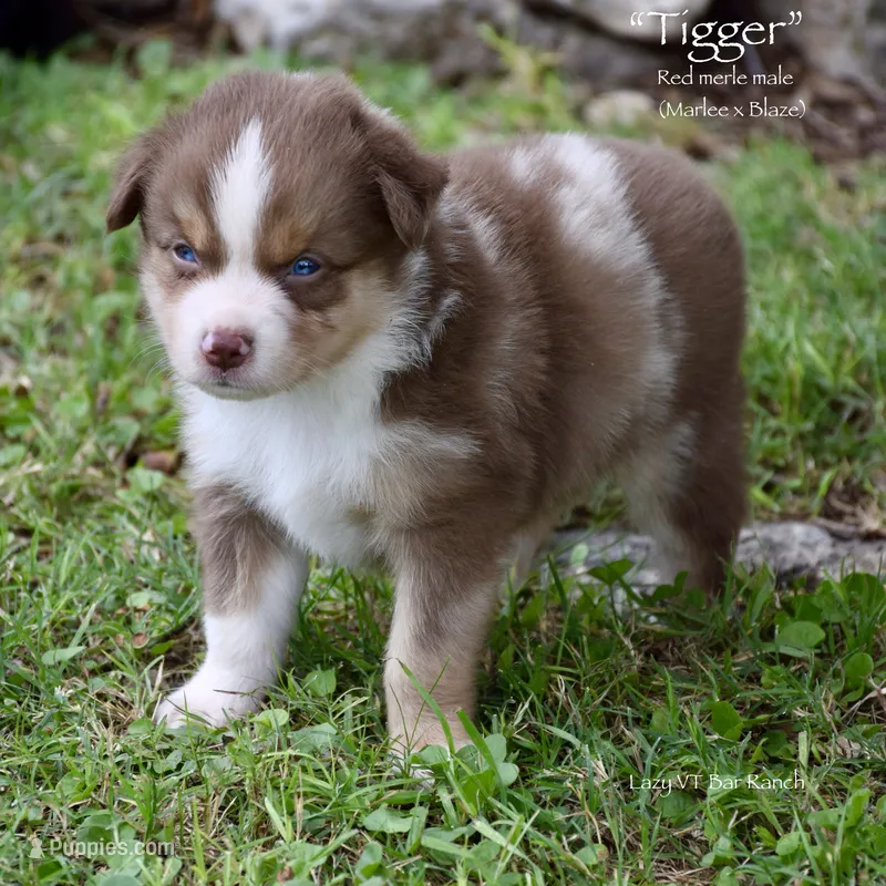 Tigger – Miniature Australian Shepherd puppy for sale in Evant, TX