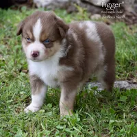 Tigger, a male Miniature Australian Shepherd for sale in Evant, TX – 1 of 5