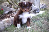 Rocket, a male Miniature Australian Shepherd for sale in Evant, TX – 5 of 10